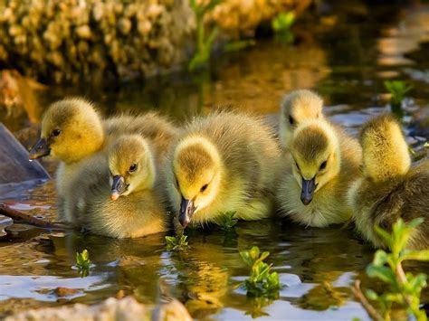 Cute Baby Ducks Funny Animals