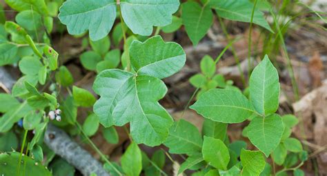 Find Out How To Identify Poison Oak Earlyexperts