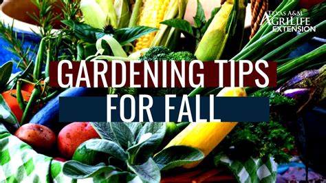 Gardening Tips For Fall Gardening Chronicle