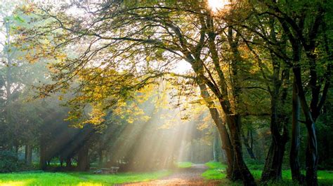 Camino Entre Los árboles De Hojas Verdes Con La Luz Del Sol Durante El