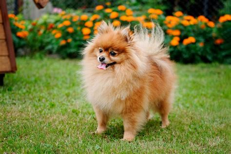 30 Toy Dog Breed With Pictures —miniature Dogs Readers Digest