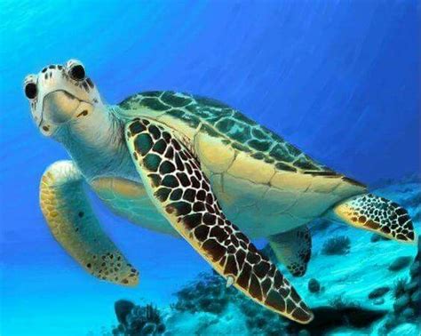Duuuuude Sea Turtles Are So Beautiful Animal