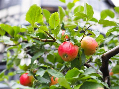 Fresh Apple Fruit On Tree Stock Photo Image Of Healthy 138824182