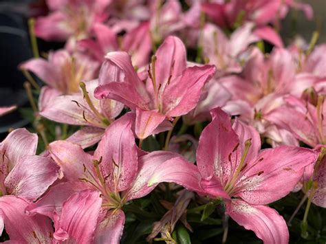 Consider The Lilies A Symbol Of Springtime Beauty