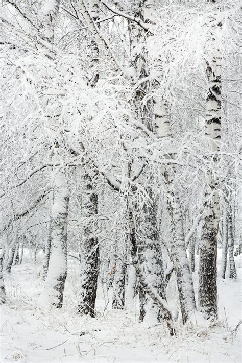 Birch Grove After Snowfall Russia Siberia Novosibirsk Region Stock