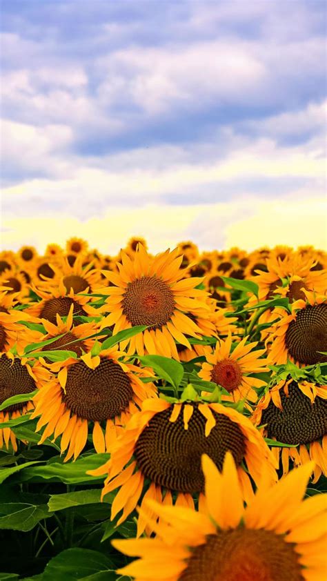 Free Hd Sunflowers Phone Wallpaper6554 De Flores Girasoles Todo Fondos