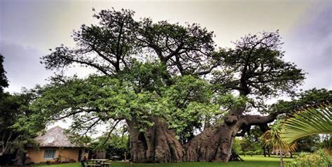 Giant 6000 Year Old Baobab Tree In South Africa Harbors A Pub In Its Trunk Africa Trees