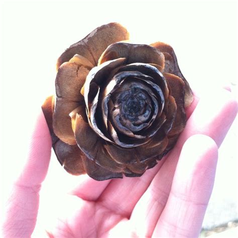 The name cactus (official name. Rose-like pine cone | Pine cones, Cone, Rose