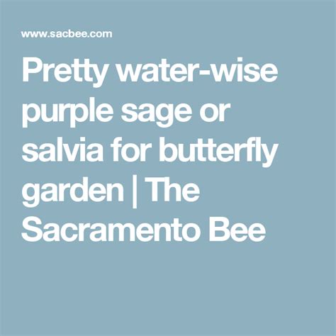 This Purple Sage Covers A Lot Of Ground Water Wise