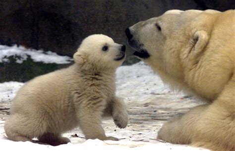 National Polar Bear Day 20 Interesting Facts About Polar Bears