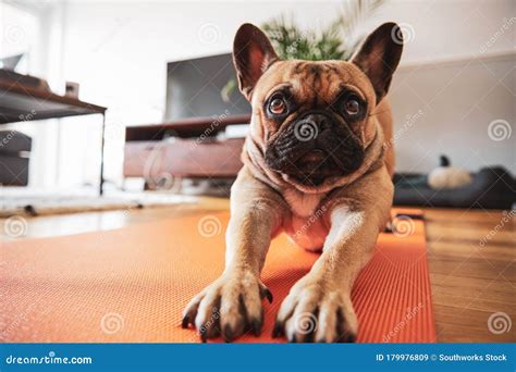 French Bulldog Puppy Stretching On Yoga Mat Stock Image Image Of