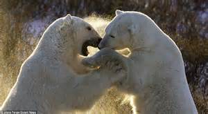 Polar Bears Polar Bear Fight