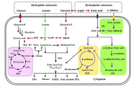 Overview Of Fatty Acid Metabolism For The Production Of Its Based