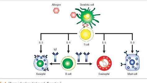 Figure 1 From The Pathophysiology Diagnosis And Treatment Of Allergic