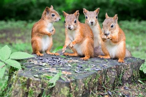 Group Of Red Squirrels Eat Sunflower Seeds On The Stump Four Orange