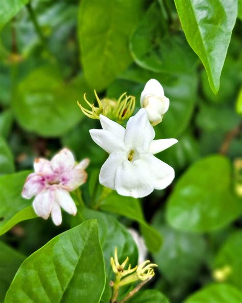 Buy Jasminum Sambac Arabian Jasmine Plant Online Get 10 Off