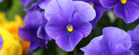 February Birth Flower More Violet Proflowers