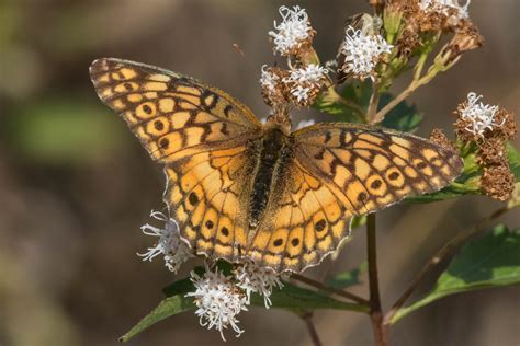 Variegated Fritillary Butterfly Identification Facts