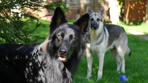 Two Young German Shepherd Dogs In Relax Mode On A Grassy Lawn Stock