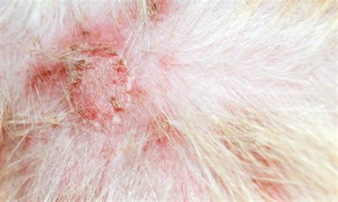 27 Bacterial Folliculitis Pictures Dogs Images Sean C Taylor