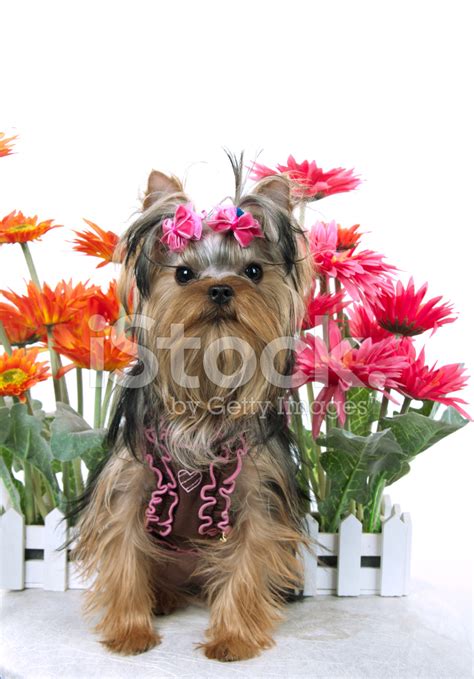 Yorkshire Terrier And Flower Stock Photo Royalty Free Freeimages