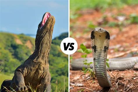 Komodo Dragon Vs King Cobra Whats The Difference