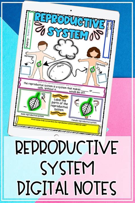 A Poster With The Words Reproductive System On It