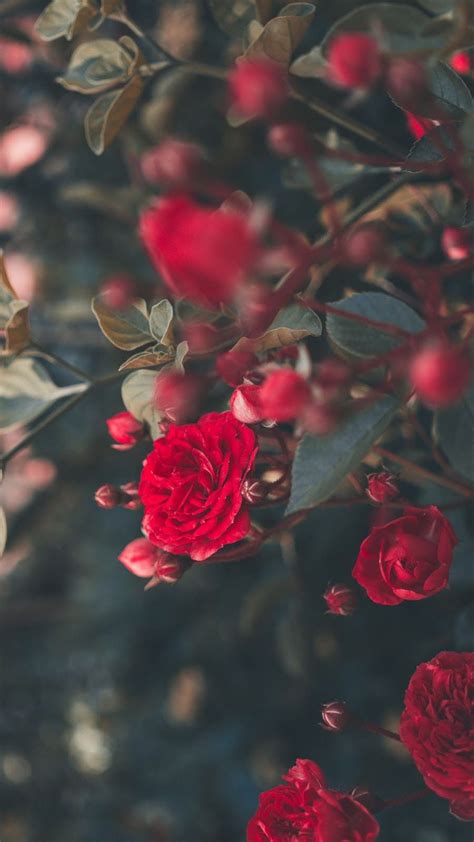 Blumen Rosa Schoene Hintergrundbilder