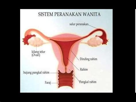 Mengenal Alat Reproduksi Wanita Dan Fungsinya Youtube