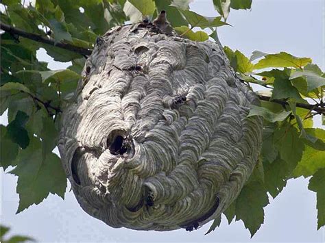 ⎯⎯⎯⎯ or sign in right here ⎯⎯⎯⎯. Wasp & Bees Nest Removal - Honeybee Centre