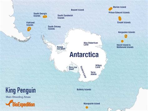 Like most other penguins, it is. King Penguin - Penguin Facts and Information