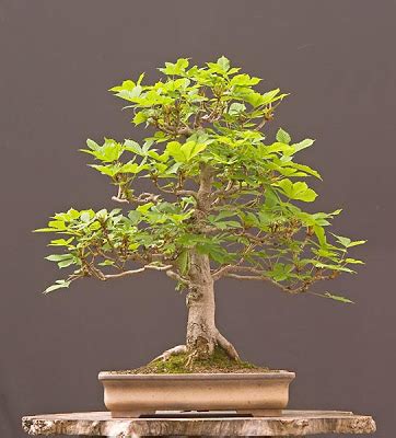 Horse chestnut is a tree. Walter Pall Bonsai Adventures: mulberry and horse chestnut