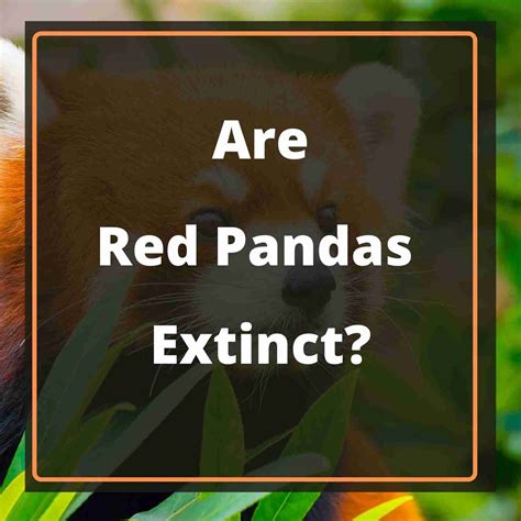 Are Red Pandas Extinct Explained
