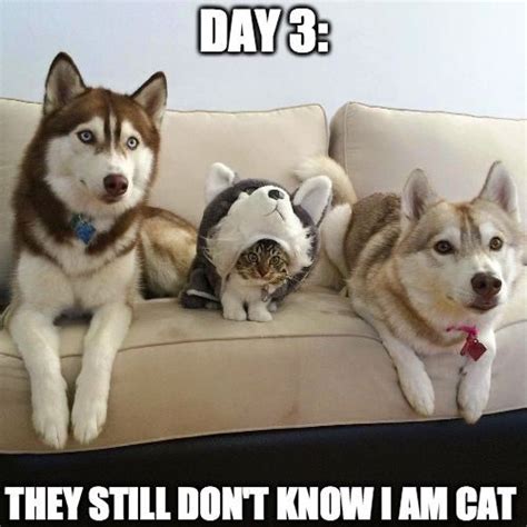 Top 40 Funny Cat Memes 17 Funny Cats