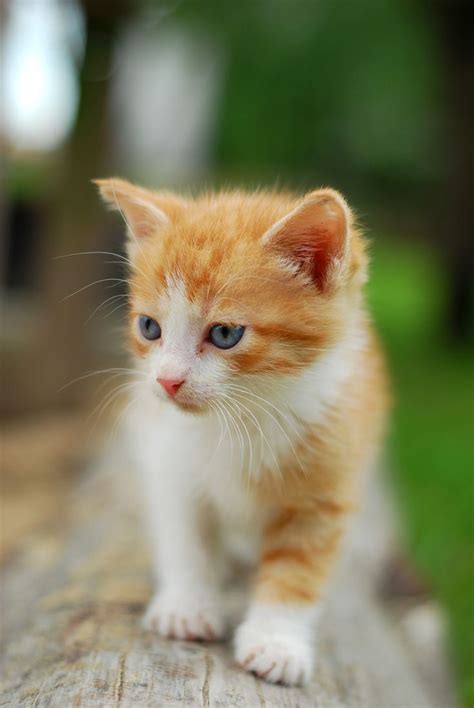 The 25 Best Ginger Kitten Ideas On Pinterest Cute