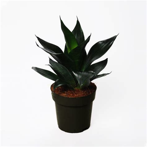 Sansevieria Hahnii Black Jade 130mm The Jungle Collective