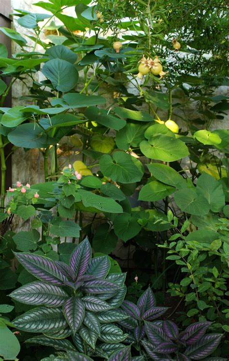 Turk's cap flowers attract butterflies, hummingbirds and moths. root beer plant Archives | Diana's Designs Austin