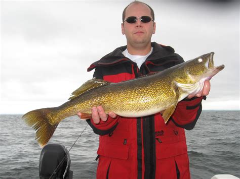 Big Walleye Caught On Lake Michigan Green Bay In Green Bay Wi On 8