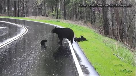 Watch Mama Bear Helps Adorable Cubs Cross Road