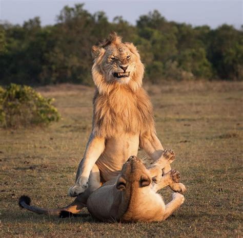 These Two Lions Mating R Pics