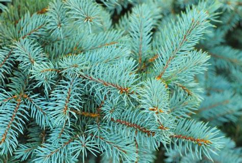 17 Popular Dwarf Evergreen Trees For Your Garden Horticulture