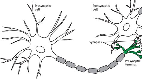 Synapse Structure Foundations Of Neuroscience