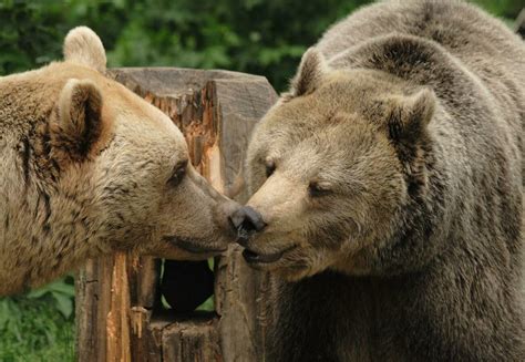 10 Facts About Brown Bears Help For Bears Topics Campaigns