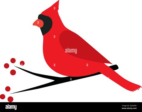 Vector Illustration Of A Cardinal Bird Isolated On White Background