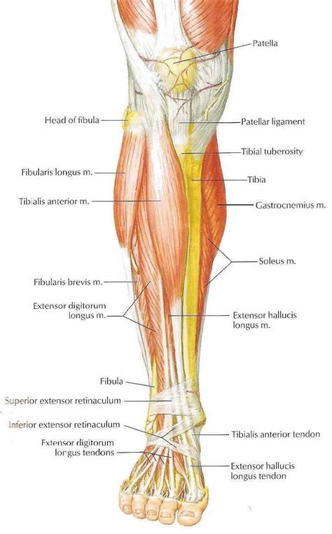 Image Result For Muscles In Front Of Leg Muscle Anatomy Leg Anatomy