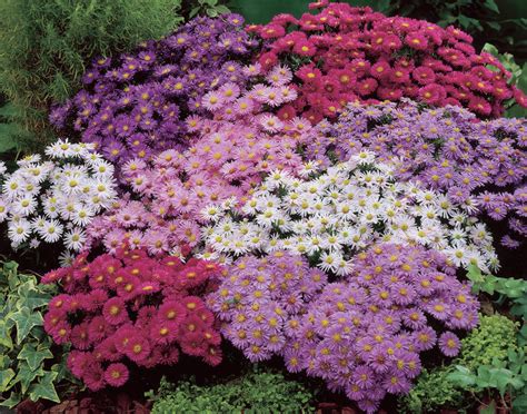 17 Stunning Plants That Bloom All Summer Long Remodeling