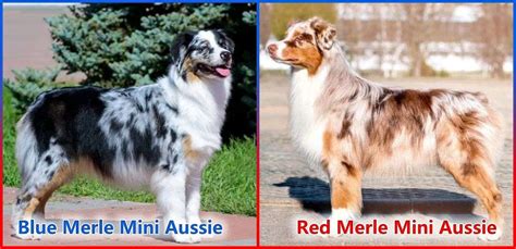 Blue Merle Mini Aussie Vs Red Merle Mini Aussie Five Major Differences