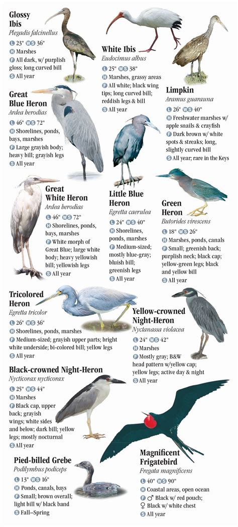 Birds Of The Florida Keys Quick Reference Publishing Retail