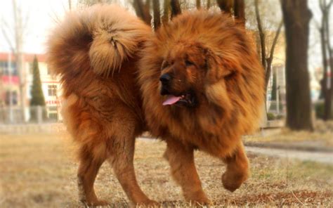 Worlds Most Expensive Dog Breeds