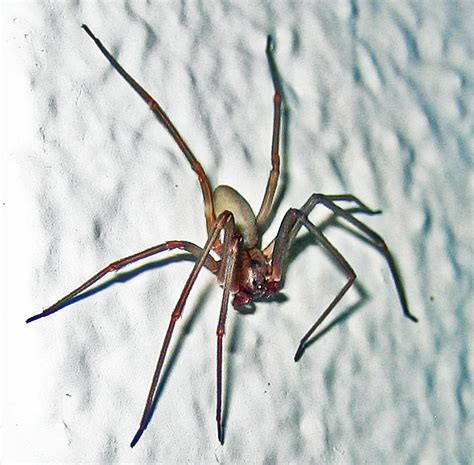 Notes On Brown Recluse Spider Behavior Bugs In The News